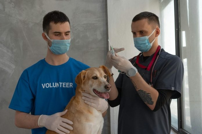 Cijepljenje psa protiv bjesnoće